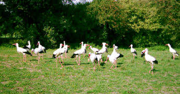 Storchenweiher in Salem